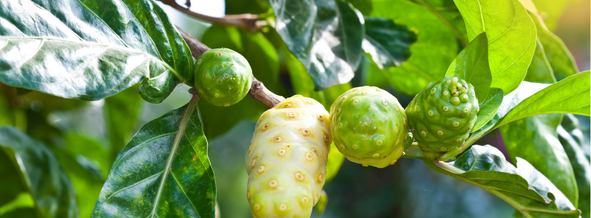 Fruit de Noni